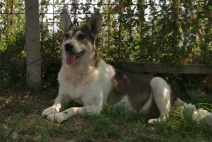 Sweet, female, gentle medium size, 8 years old