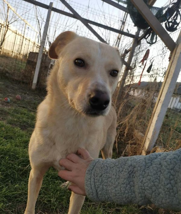 friendly, lab type, handsome, happy, friendly