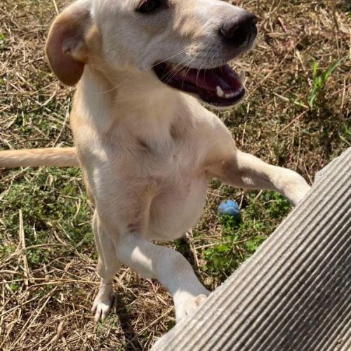 friendly, lab type, handsome, happy, friendly