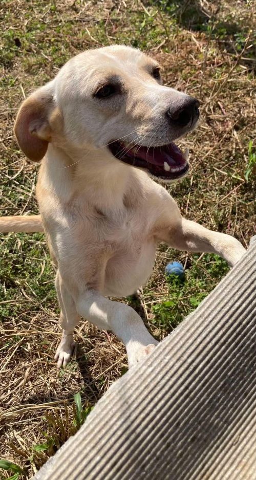 friendly, lab type, handsome, happy, friendly