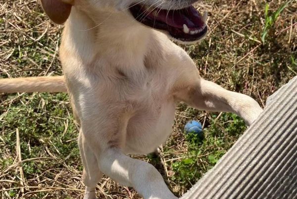 friendly, lab type, handsome, happy, friendly