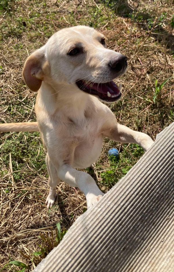 friendly, lab type, handsome, happy, friendly