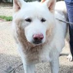Gorgeous, white, male, active, oldie
