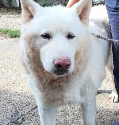 Gorgeous, white, male, active, oldie