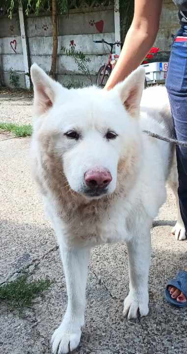 Gorgeous, white, male, active, oldie