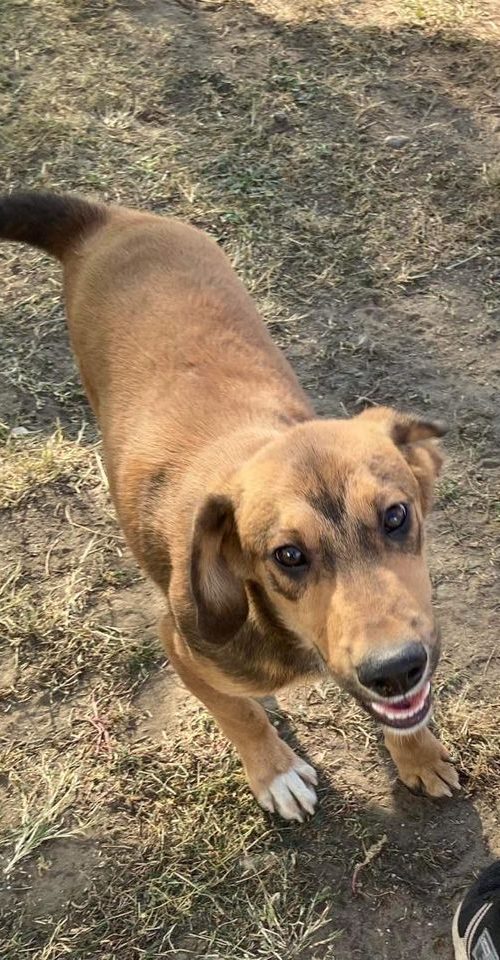 Loving, young, boy, dog, friendly