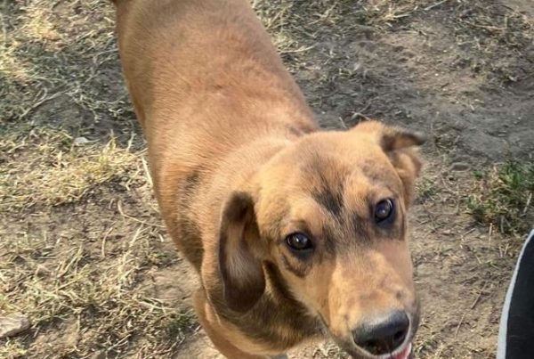 Loving, young, boy, dog, friendly