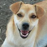 female, happy, girl, friendly, dog