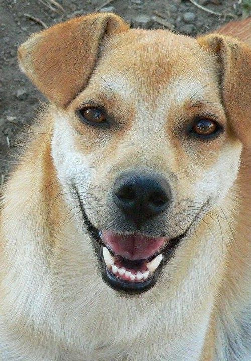 female, happy, girl, friendly, dog