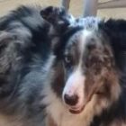 lokie merle border collie type dog looking for an experienced home