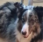 lokie merle border collie type dog looking for an experienced home