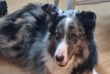 lokie merle border collie type dog looking for an experienced home