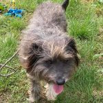 shaggy, loving, medium friendly, boy, dog