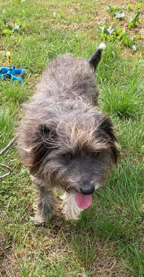 shaggy, loving, medium friendly, boy, dog