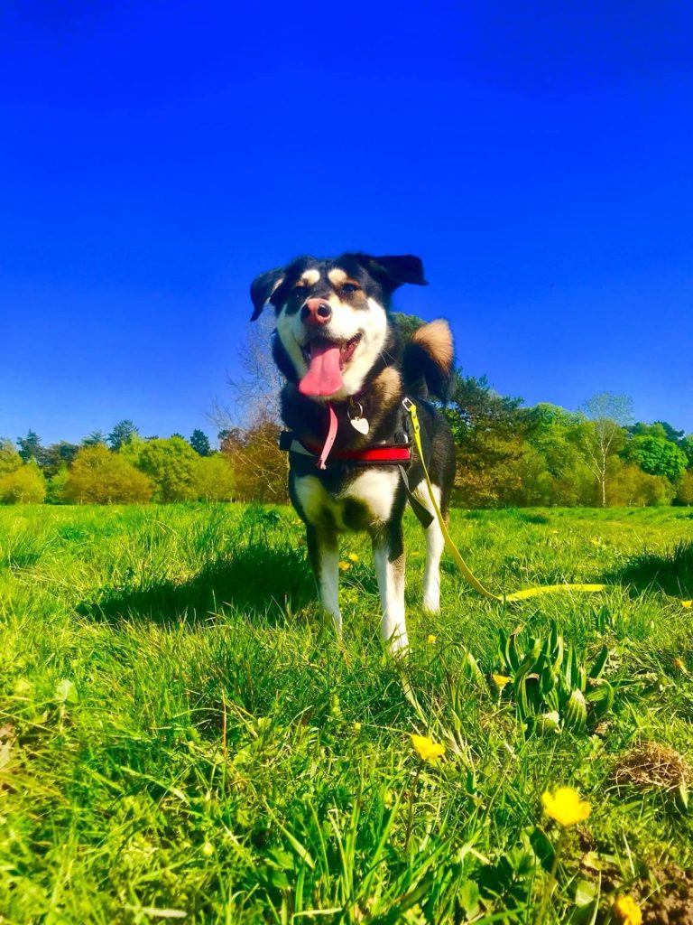 happy, female, handsome, dog