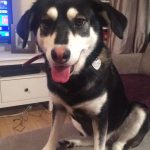 medium, pretty, female, dog, active,