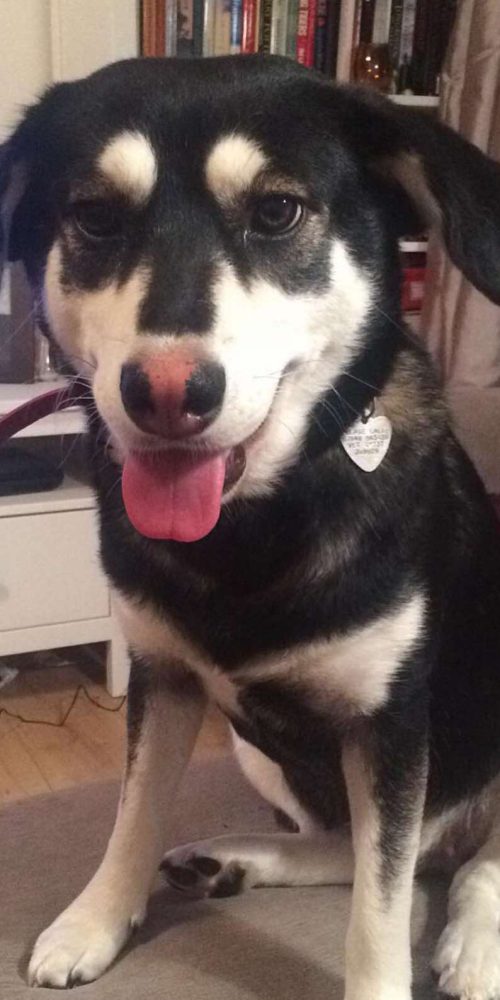 medium, pretty, female, dog, active,