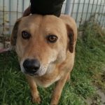 pretty, friendly, female dog, affectionate