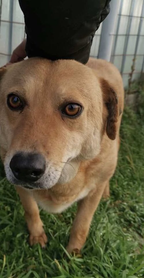 pretty, friendly, female dog, affectionate