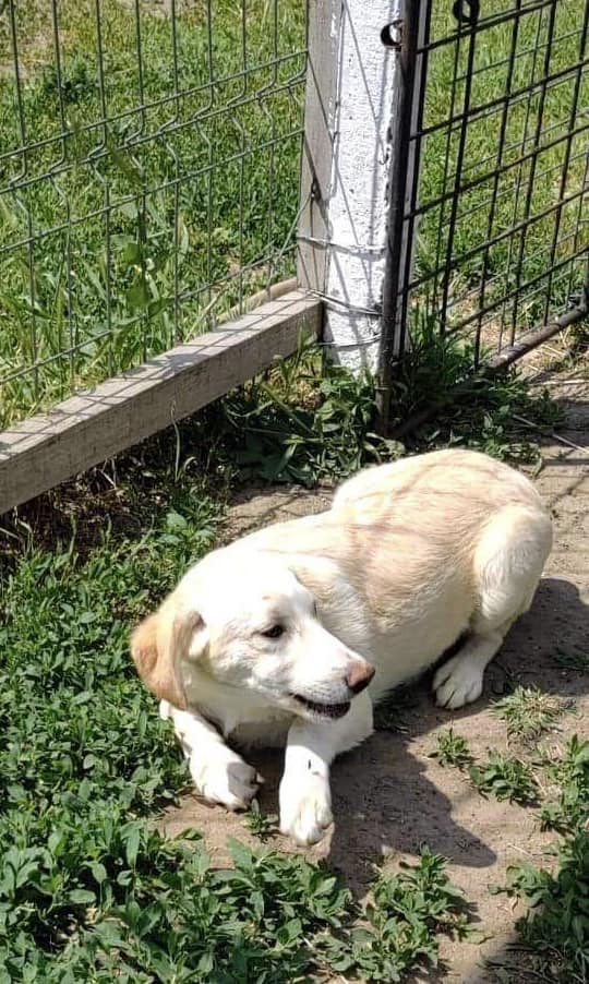 Maggie young rescued dog from Romania