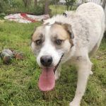 dog friendly, people friendly, active, female