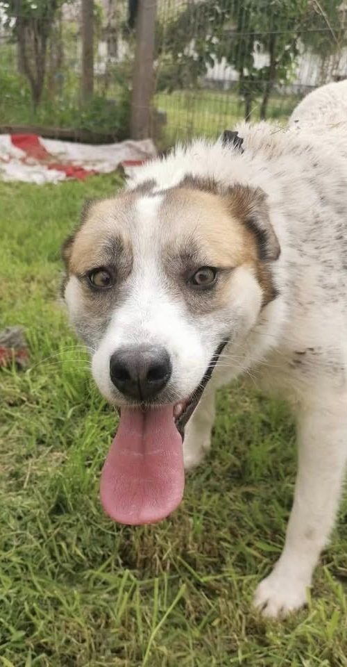 dog friendly, people friendly, active, female