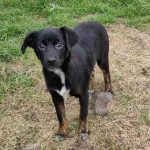 medium, male, friendly young, playful