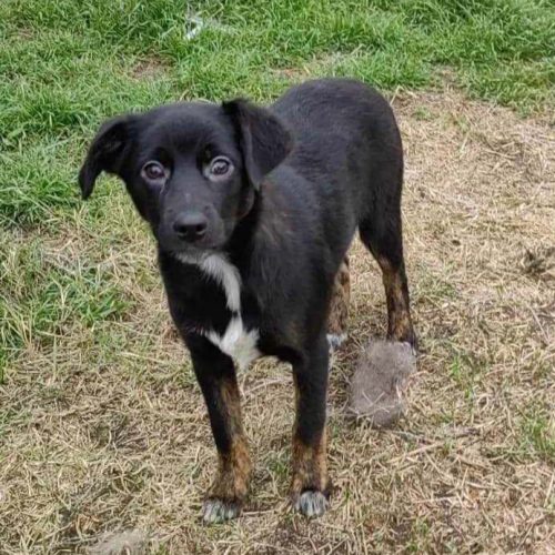 medium, male, friendly young, playful