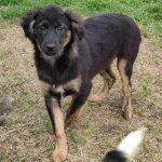 medium, male, friendly, young, playful