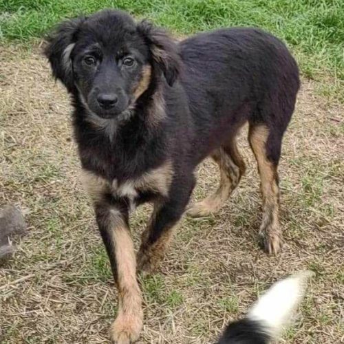 medium, male, friendly, young, playful