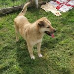 Loving, friendly, male, handsome