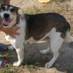 sweet, gentle, female, older