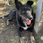 gentle, loving, female, friendly