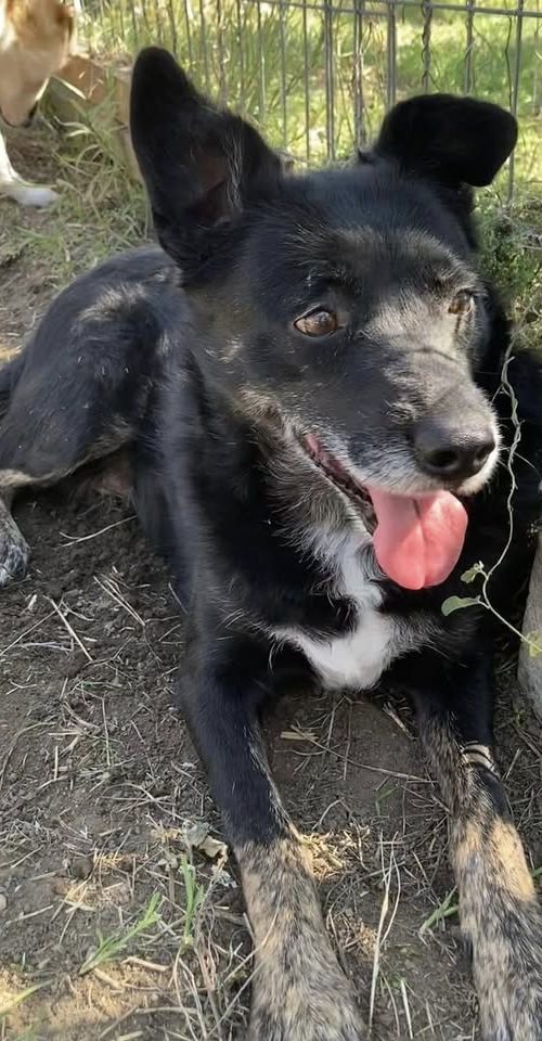 gentle, loving, female, friendly