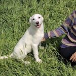 young, lab type, female, happy, playful