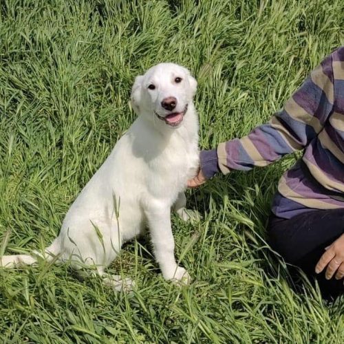 young, lab type, female, happy, playful