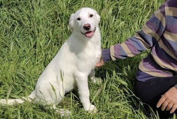 young, lab type, female, happy, playful