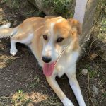 handsome, friendly, loving, male