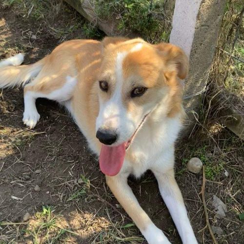 handsome, friendly, loving, male