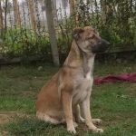 medium, young, female, loving, cuddles