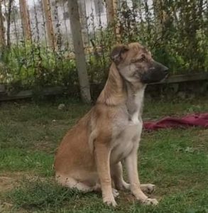 medium, young, female, loving, cuddles