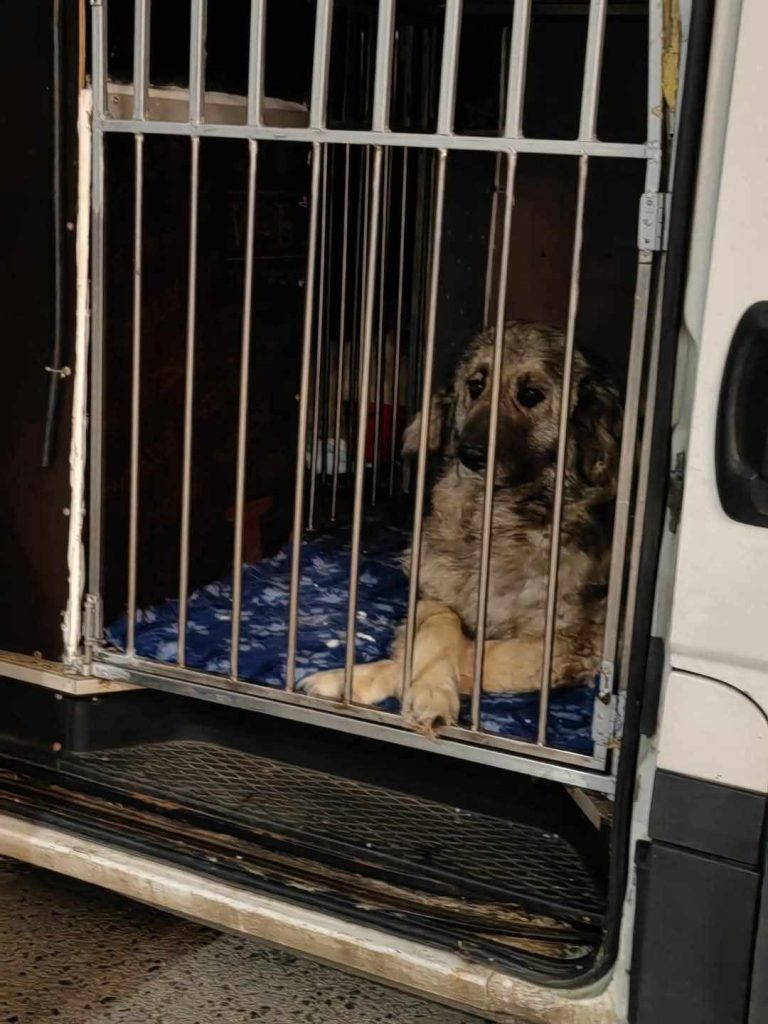 Brown dog sitting with crossed paws in her pen in the rescue bus