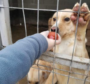 dogs in shelter with a ball