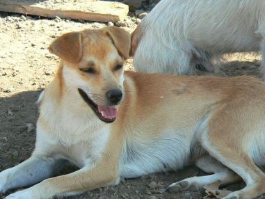 rescued stray, sandy coloured dog lying looking happy