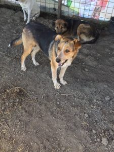 older romanian rescue dog, looking for retirement sofa