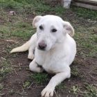 friendly, loving, gentle, female. young