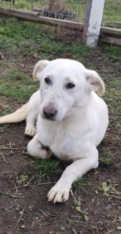friendly, loving, gentle, female. young