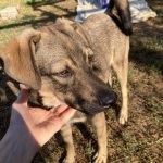 young, friendly, male, playful