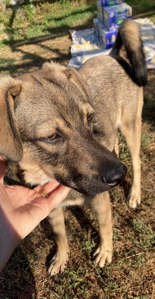 young, friendly, male, playful
