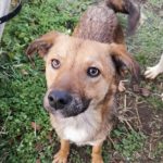 young, friendly, female, gentle